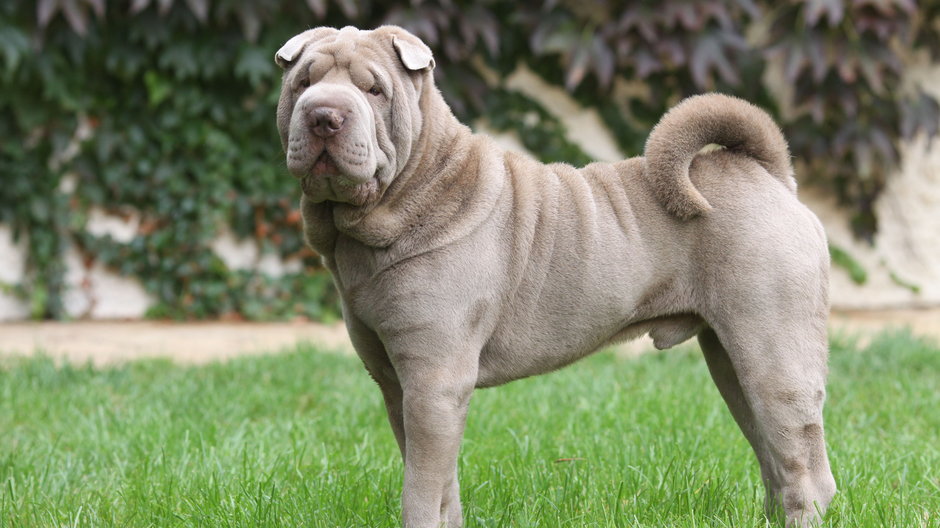 Shar pei to pies o bardzo charakterystycznym wyglądzie - CALLALLOO CANDCY/stock.adobe.com