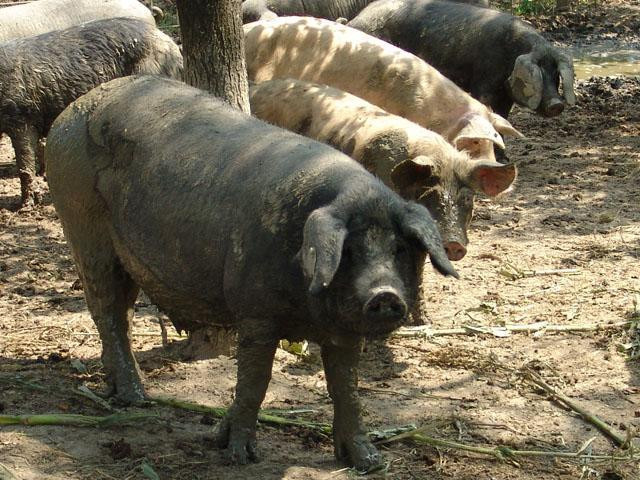 Galeria Chorwacja - Slavoński kulen, obrazek 10