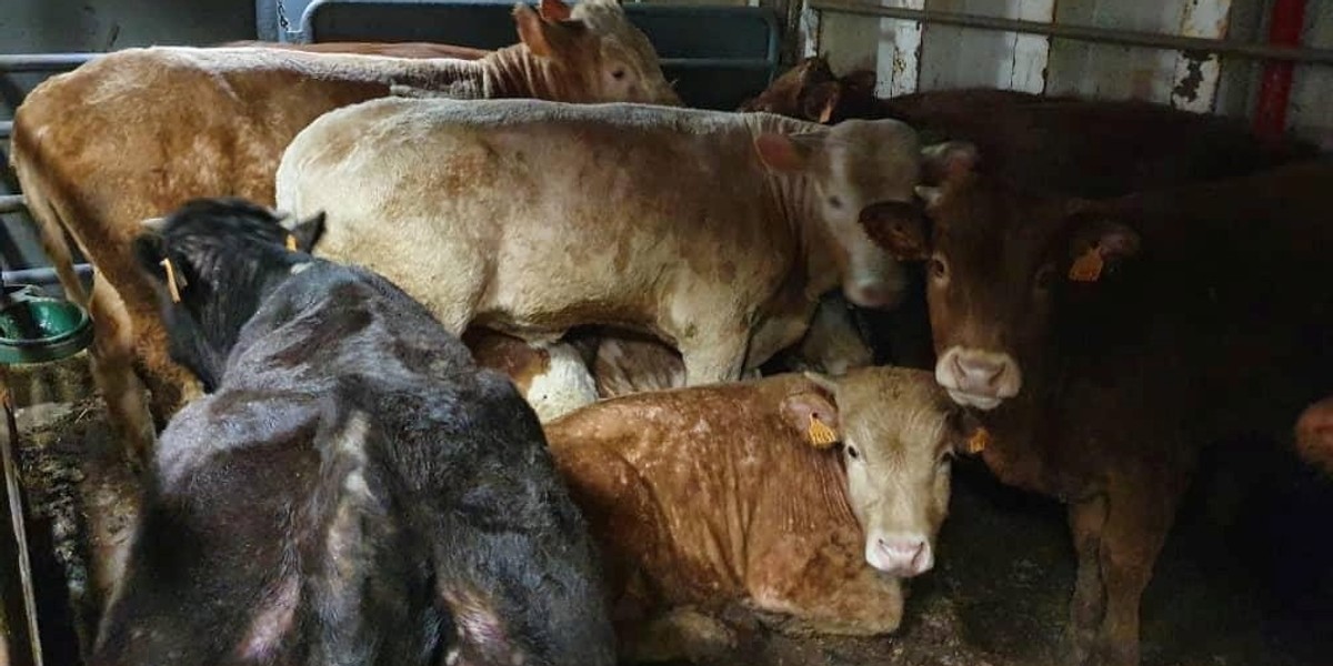 Livestock ship "Karim Allah" carrying Spanish cattle stranded on ship with suspected bluetongue is d