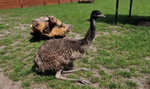 Dozgonna przyjaźń amerykańskiego tapira i australijskiego emu w polskim zoo