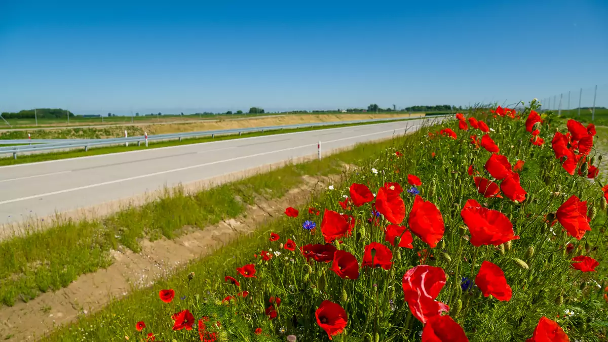 Łąki wokół autostrad