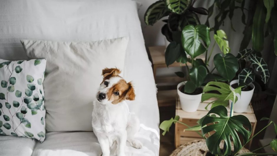 Jack Russel Terrier, fot. Getty Images