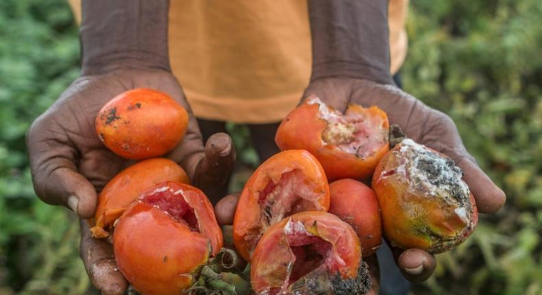 Left to rot: Part of a tomato harvest that a Benin farmer had grown for sale in Nigeria