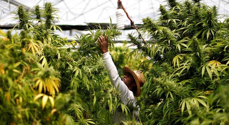 FILE PHOTO: A worker harvests cannabis plants at a medical marijuana plantation near the northern town of Nazareth