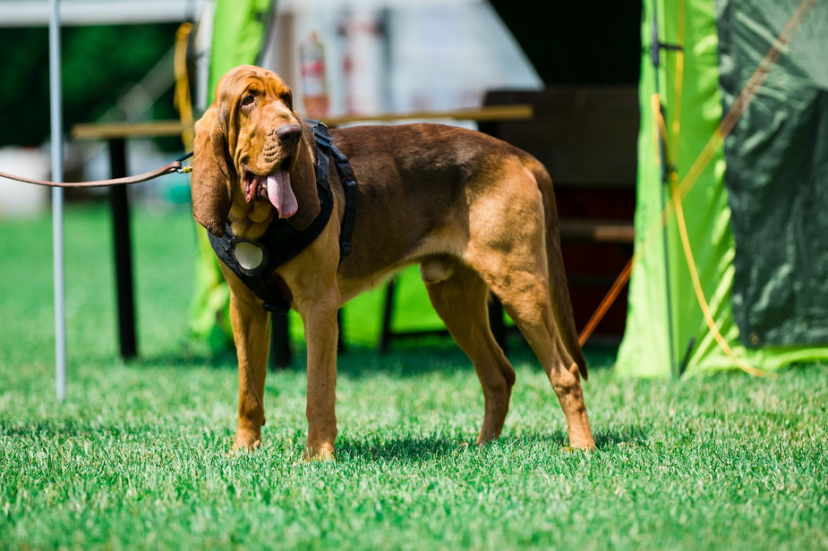 Bloodhound to bardzo inteligentny pies - Marek/stock.adobe.com