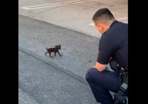 Policajac i napušteno štene