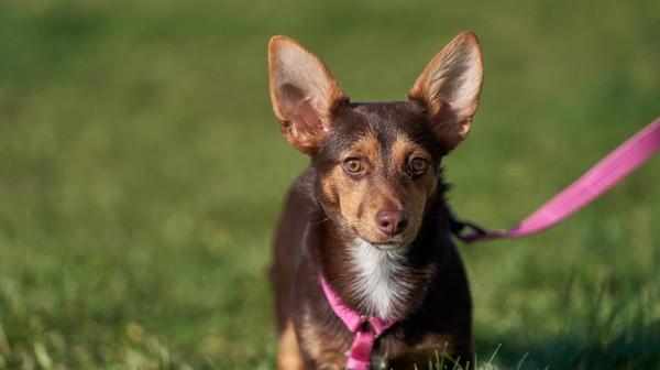 Psa można we Wrocławiu za darmo wysterylizować, a także założyć mu czipa