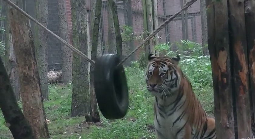 Zabawa tygrysa w zoo
