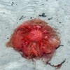 vatrena meduza