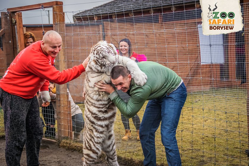 Artur Szpilka i Andrzej Wawrzyk bawili się z tygrysami