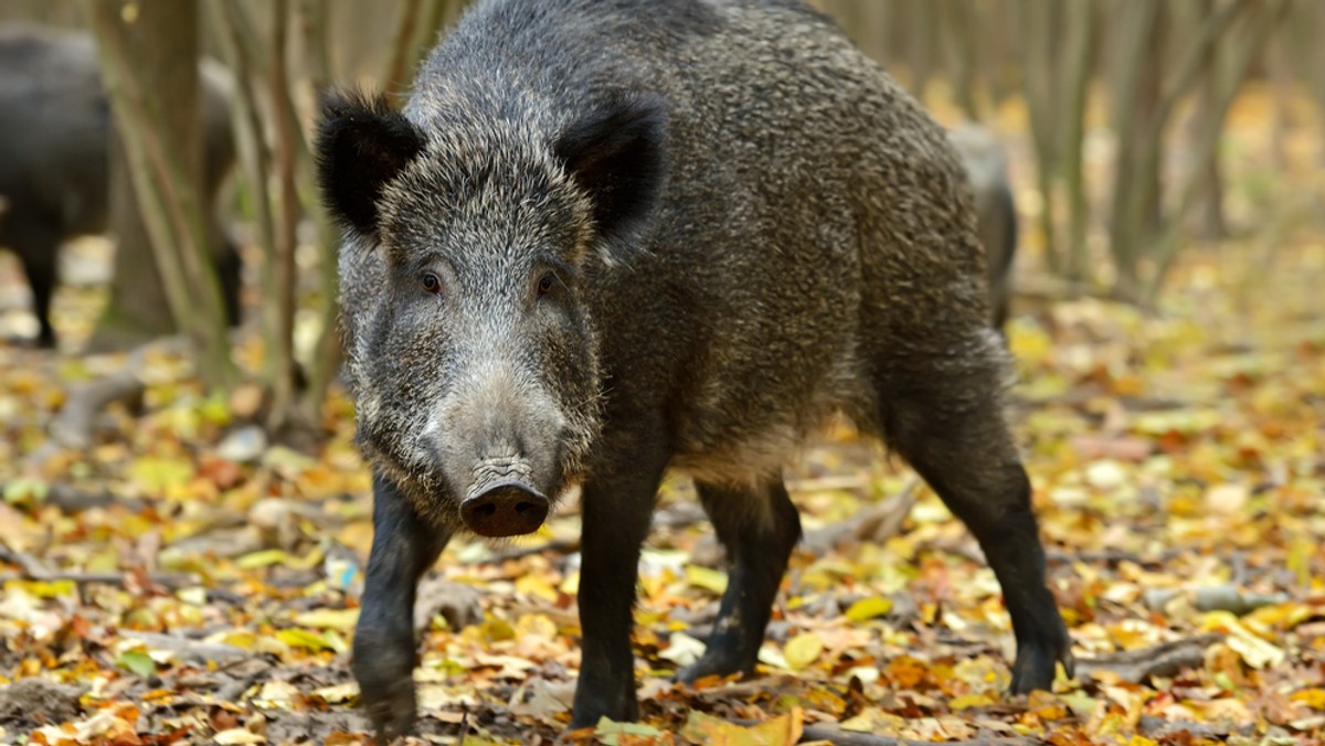 W Podlaskiem ruszył odstrzał sanitarny dzików w ramach walki z wirusem ASF; od początku kwietnia odstrzelono około 40 dzików. W regionie odstrzelone mają być niemal dwa tysiące sztuk - poinformowano na konferencji w urzędzie marszałkowskim w Białymstoku.