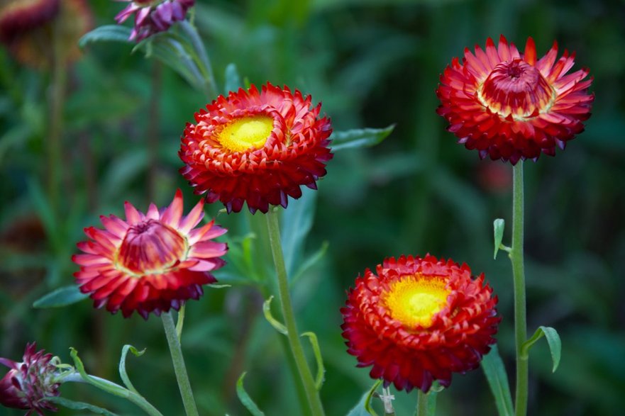 Kocanki ogrodowe ’Sunbrella Red’