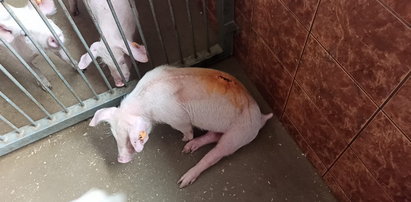 Sparaliżowana świnka leżała w kałuży moczu