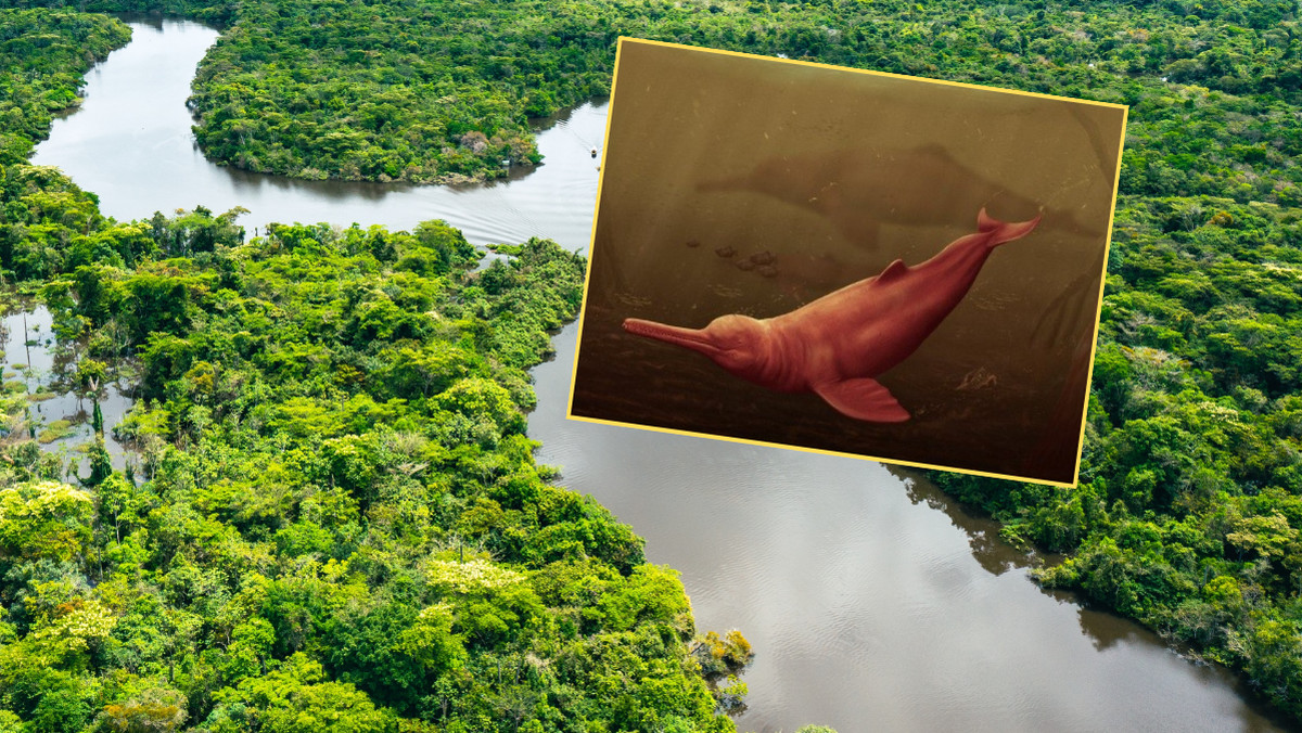 Amazonia kryje prehistoryczne sekrety. Odkryto delfina sprzed milionów lat