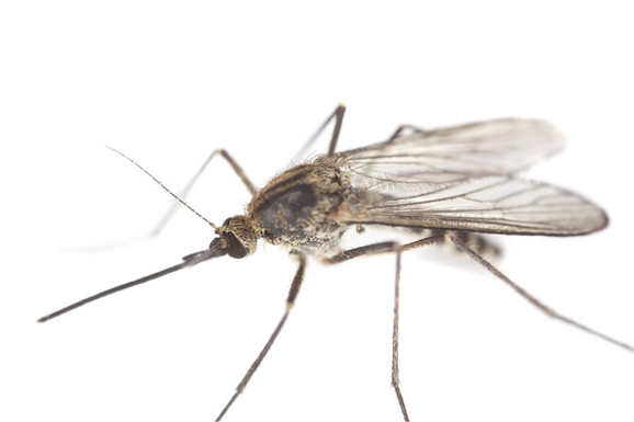 Naučnici su želeli da isprobaju nove lekove za malariju