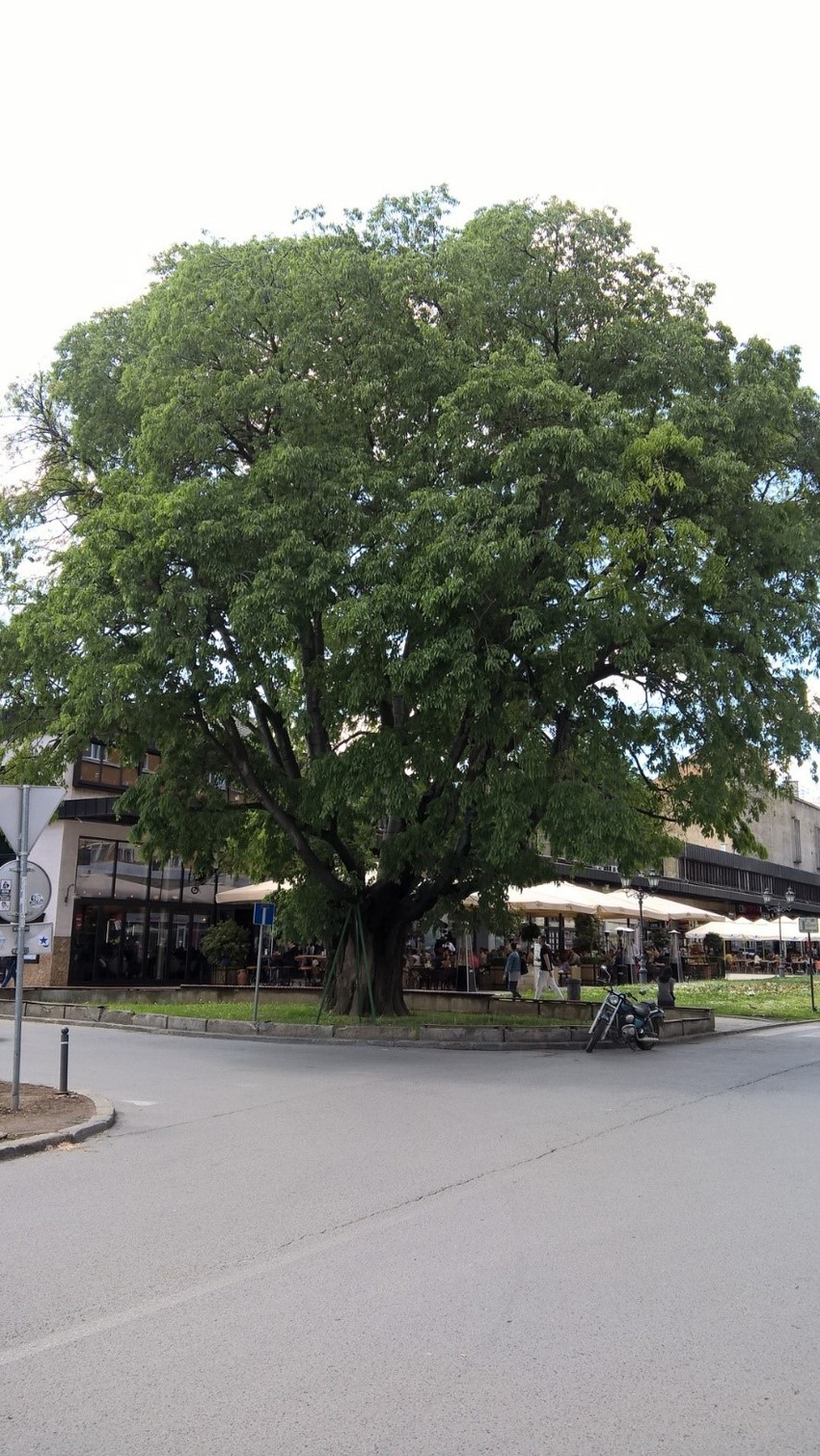 Koprivić u centru Novog Sada