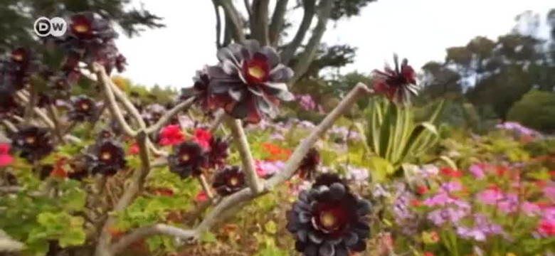 Niezwykły ogród na brytyjskiej wyspie Tresco