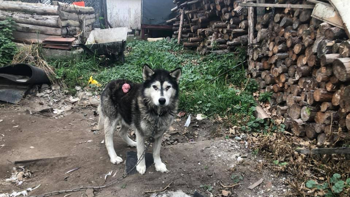 Pies w typie husky, którego w tym tygodniu odebrali inspektorzy opolskiego Towarzystwa Opieki nad Zwierzętami, jest już po operacji wycięcia guza. Teraz czeka go leczenie, bo ma on jeszcze rany wokół oczu. Właściciel zamiast leczyć psa, zamierzał go uśpić. Przedstawiciele Towarzystwa Opieki nad Zwierzętami już zapowiedzieli, że złożą w tej sprawie zawiadomienie do prokuratury.