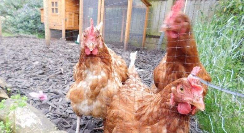 8 in court over 1,000 stolen chickens