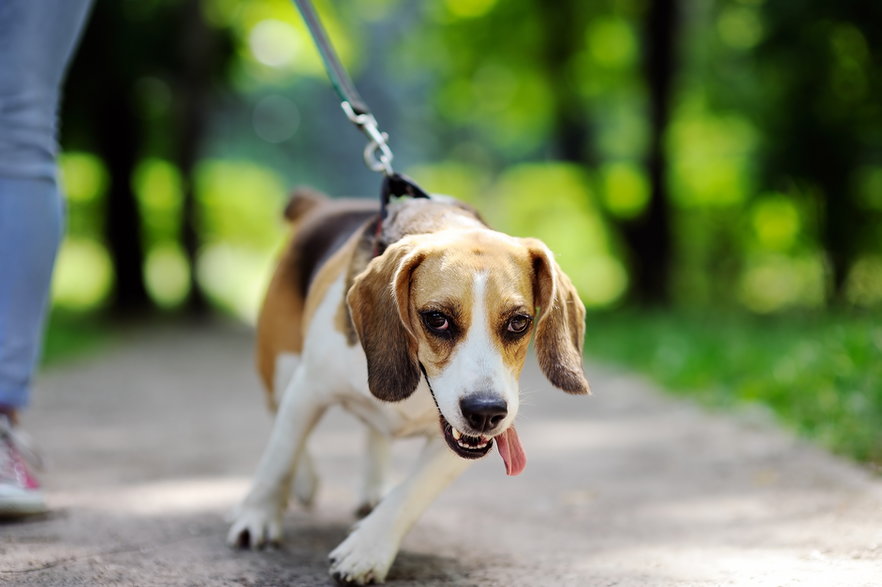 Nauka chodzenia na smyczy dorosłego psa może trwać trochę dłużej - Maria Sbytova/stock.adobe.com