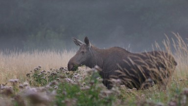 Przeanalizowali dane z 20 lat. Wynika z nich, kiedy najłatwiej uniknąć kolizji z łosiem