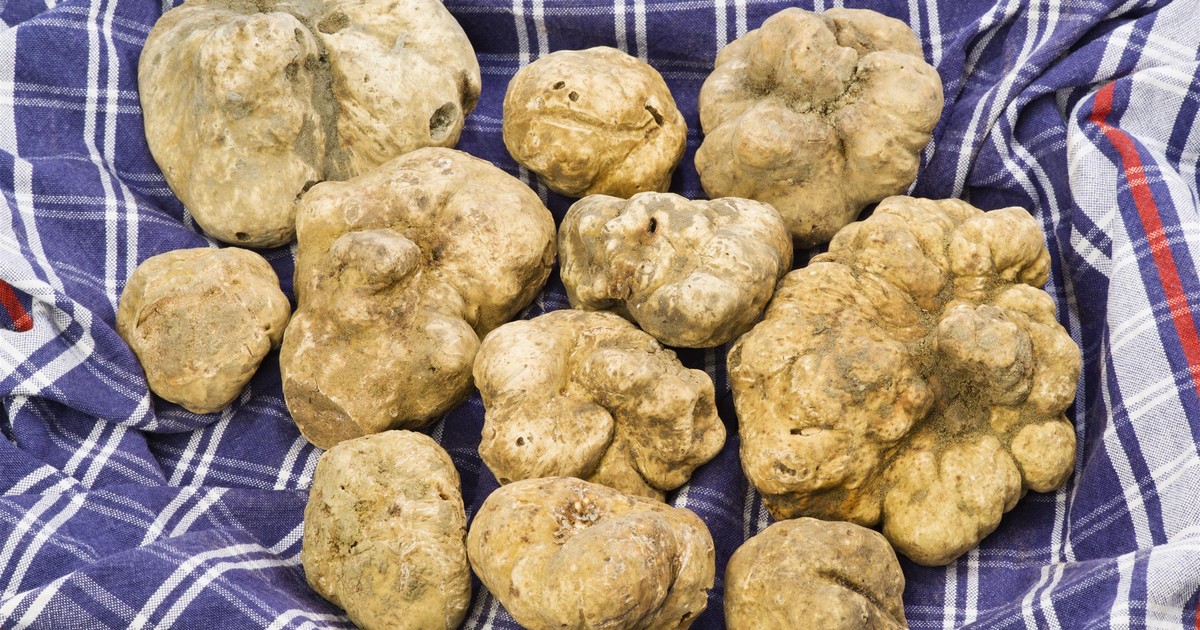 Pół miliona złotych za kilogram. Ten grzyb kosztuje tyle, co złoto