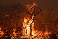 Coraz bardziej niszczące pożary w Australii to jedne z efektów zmian klimatu