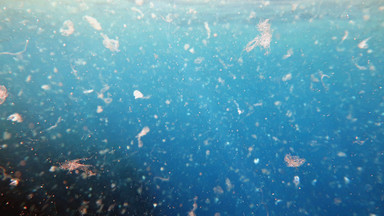 Niepokojące odkrycie naukowców. Mikroplastiku w morzach jest więcej niż sądzono