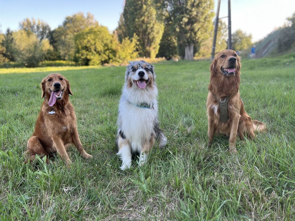 Psy z Grupy Poszukiwawczo-Ratowniczej OSP Marki podczas szkolenia