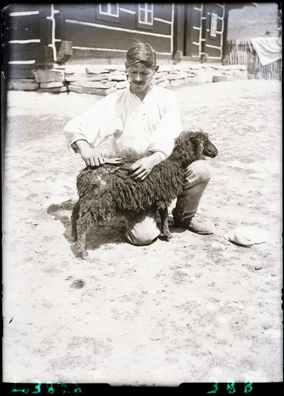 Strzyżenie owcy, Komańcza, pow. Sanok, czerwiec 1937