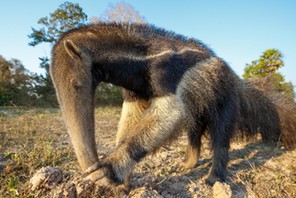 Giant ant eater