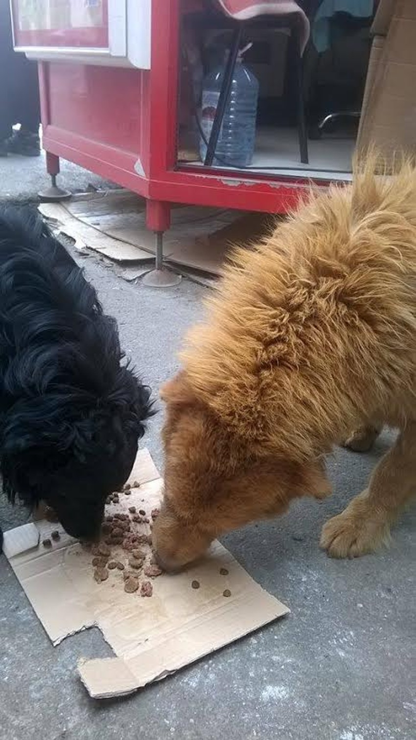 Ana kaže da se hrana ravnomerno deli najugroženijim životinjama