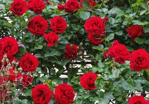 Trik za sprečavanje crne pegavosti kod ruža