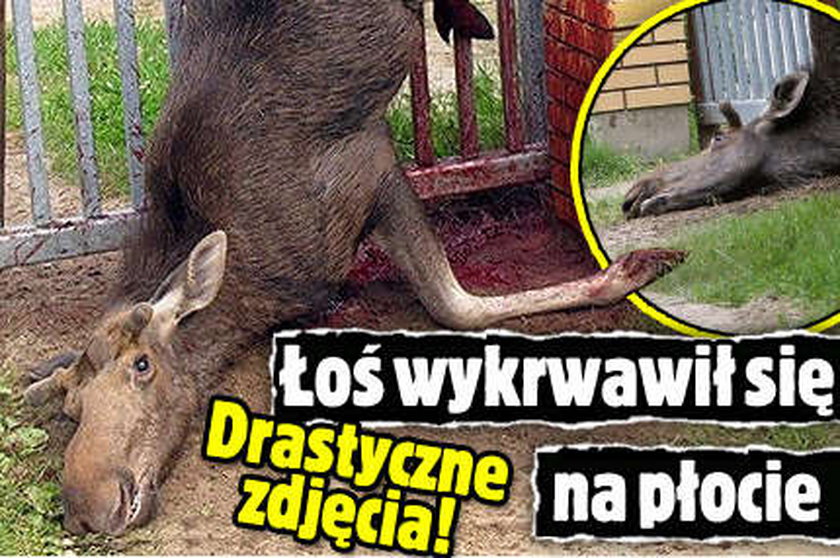 Łoś wykrwawił się na płocie. Drastyczne zdjęcia!