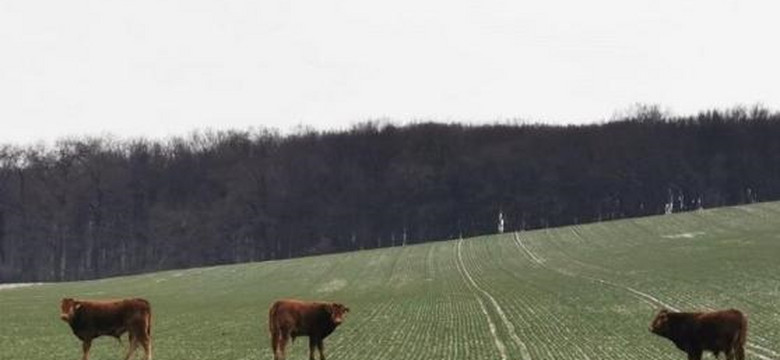 Krowy na gigancie. Trwają próby odłowienia zwierząt, które postanowiły zamieszkać w lesie