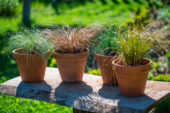 Ovu biljku posadite pored ulaznih vrata: Nije ni lavanda ni 