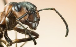 Mrówki mogą wyginąć? 'Mielibyśmy poważne problemy'