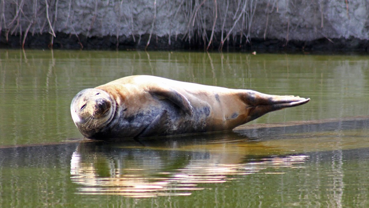 Smutek ogarnął warszawskie zoo. Nie żyje foka seniorka Sława