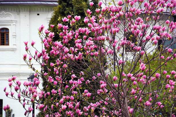 Magnolie są jednymi z pierwszych roślin, które kwitną po zimie