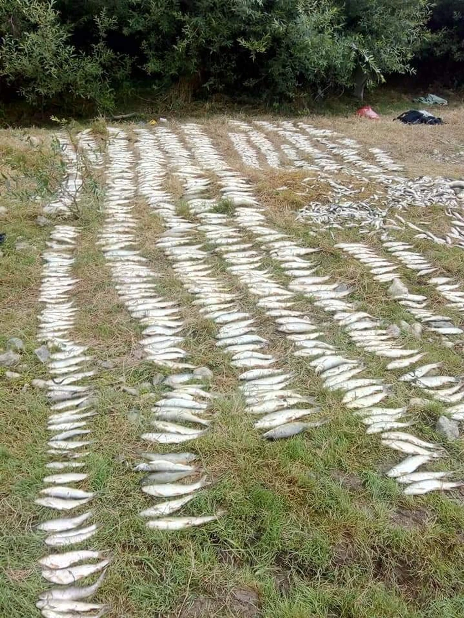 Pomor ribe dogodio se na potezu od Divaca do Mlađeva nizvodno od Valjeva