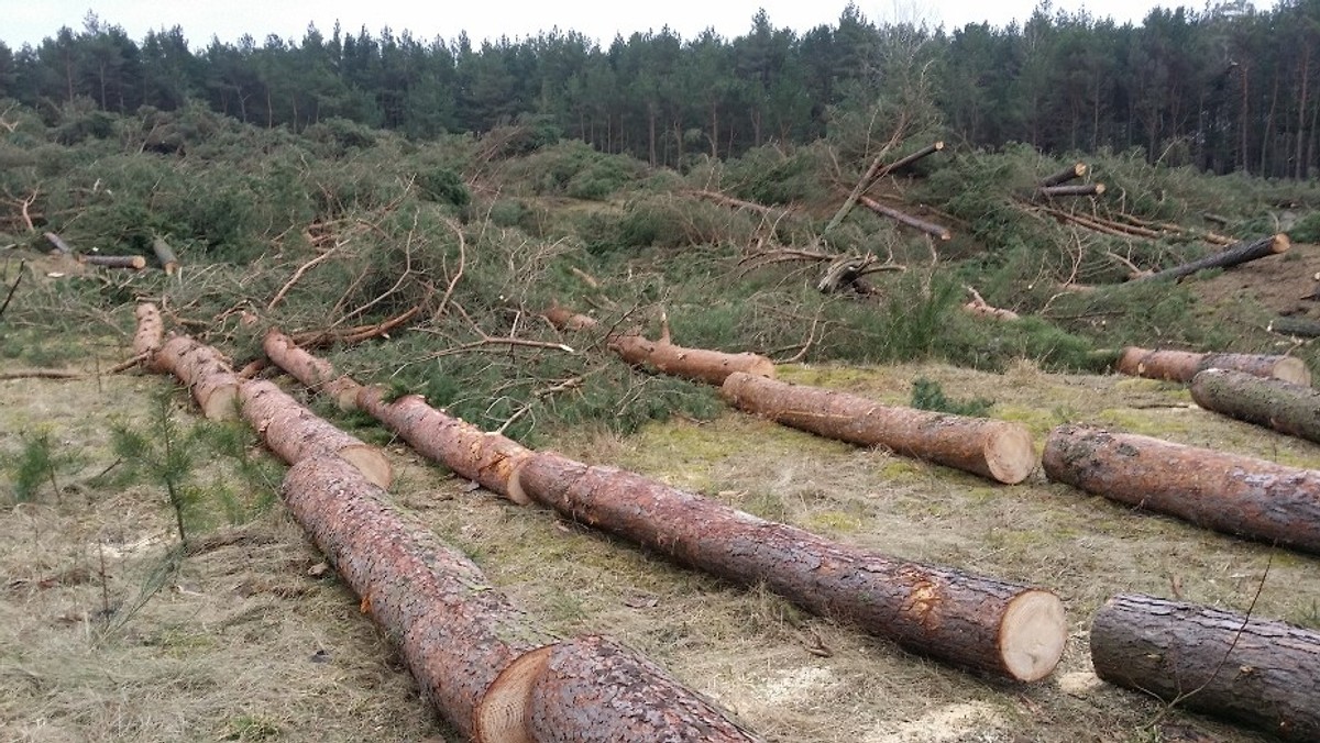 Prokuratura Okręgowa w Słupsku wciąż bada sprawę usunięcia około 300 drzew z nadmorskich terenów Łeby. Istnieje podejrzenie, że prawo złamali tutaj prywatni właściciele działek, ale także Regionalny Dyrektor Ochrony Środowiska w Gdańsku i burmistrz Łeby. Ten ostatni może jednak spać spokojnie – śledczy zakończyli właśnie jedno z postępowań i nie zdecydowali się na postawienie zarzutów włodarzowi miasta.