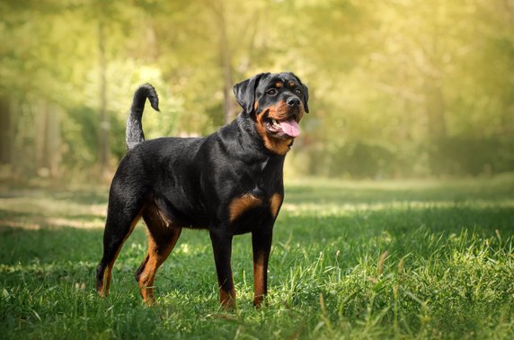 Rottweiler - Adobe Stock - Kate