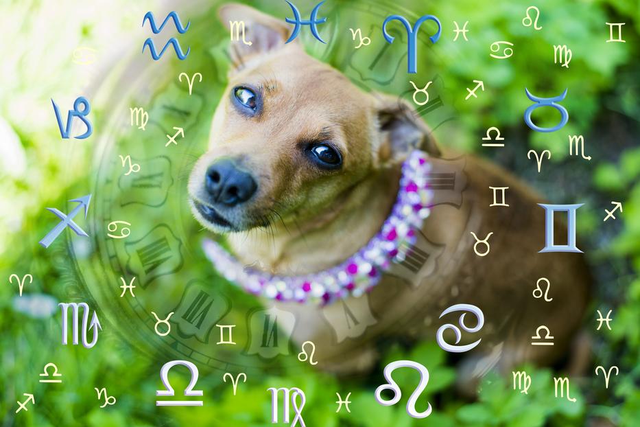Kutyák természetét is meghatározza, milyen jegyben született / Fotó: Shutterstock  
