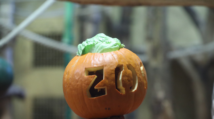 Halloween az állatkertben / Fotó: Pozsonyi Zita