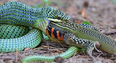 How do snakes digest big animals?