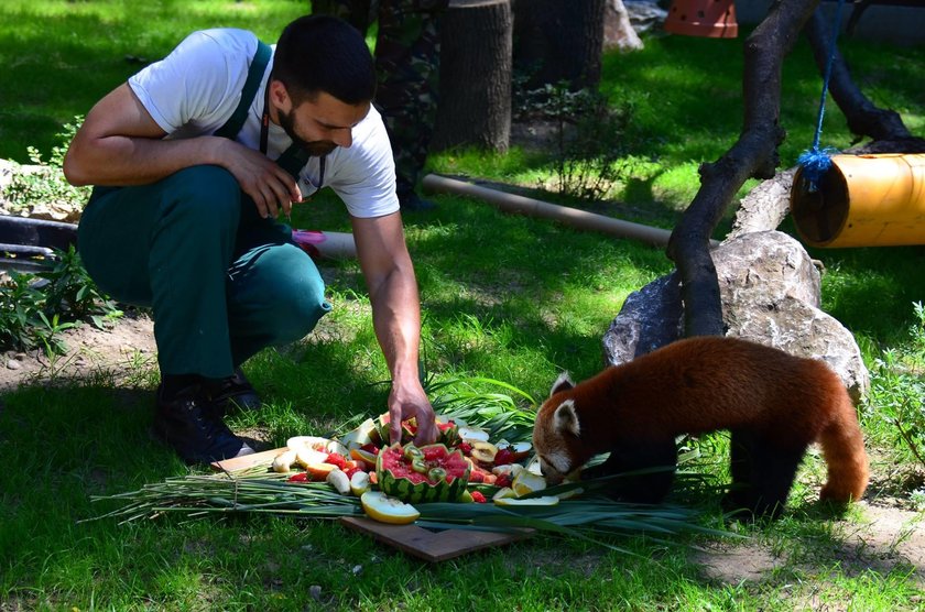 Zoo zatrudni nowych pracowników