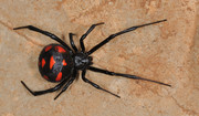 Niebezpieczny pająk coraz powszechniejszy w Europie