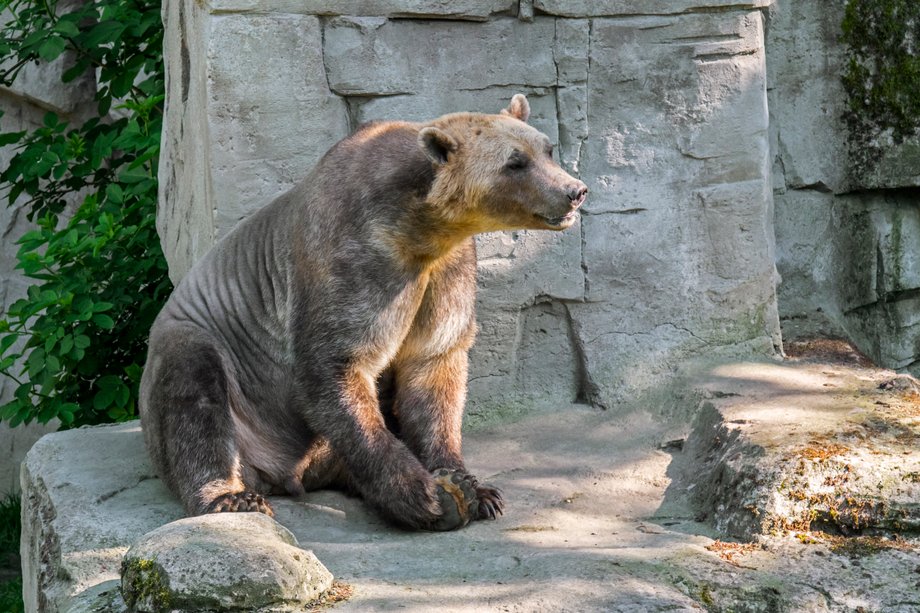 Pizzly i grolar to wciąż nieoficjalne określenia hybrydy niedźwiedzi grizzly i polarnych.