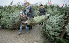 Żywa czy sztuczna? Ekolog tłumaczy, która choinka jest lepsza dla środowiska