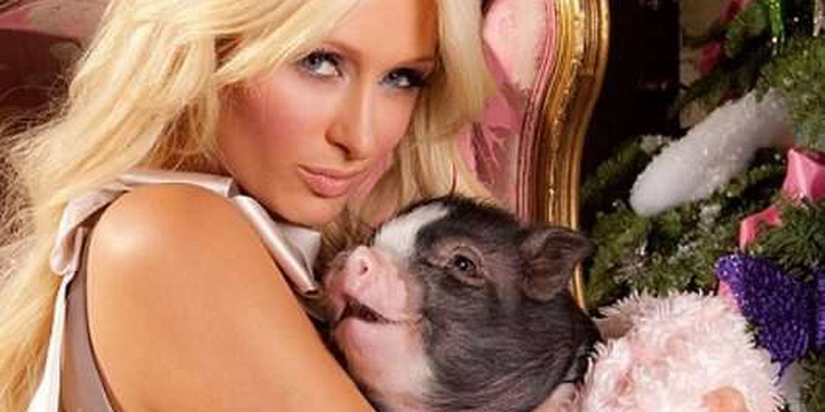 Paris Hilton sypia ze świnią!